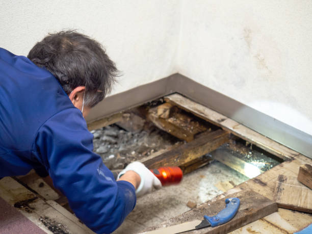 Best Mold Remediation  in Mount Vernon, IA