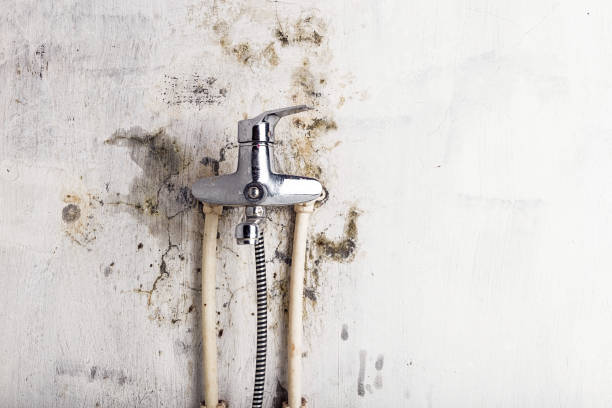 Best Professional Mold Removal  in Mount Vernon, IA