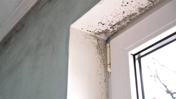 Mount Vernon, IA Mold Removal Company