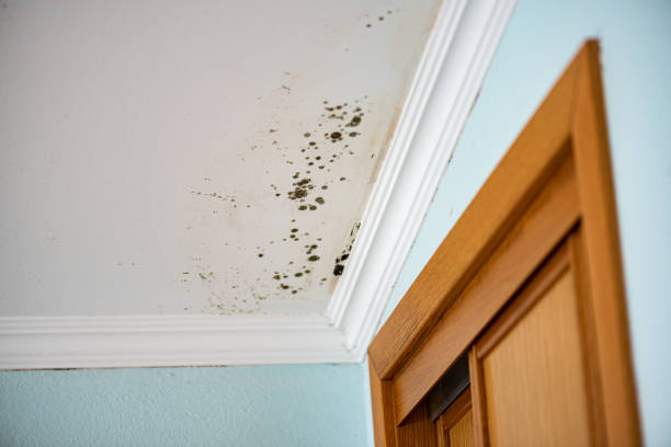 Best Mold Removal Near Me  in Mount Vernon, IA
