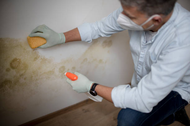 Best Local Mold Removal Service  in Mount Vernon, IA