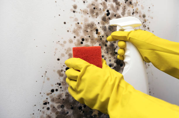 Certified Mold Removal in Mount Vernon, IA