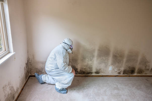Best Mold Removal Specialists  in Mount Vernon, IA
