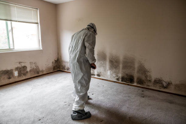 Best Residential Mold Removal  in Mount Vernon, IA