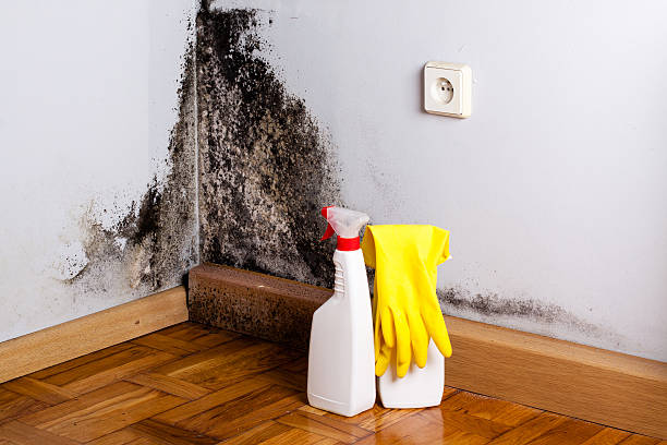 Best Mold Remediation Services  in Mount Vernon, IA