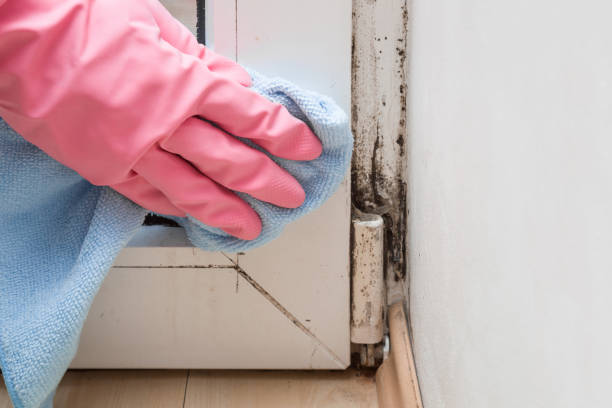 Best Mold Damage Repair  in Mount Vernon, IA