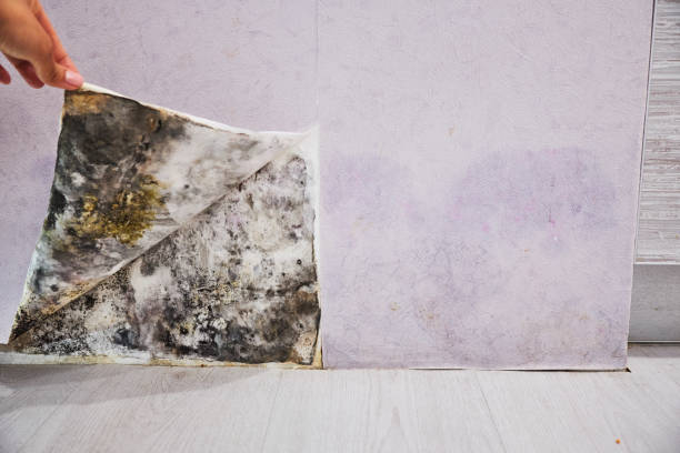 Best Office Mold Removal Services  in Mount Vernon, IA